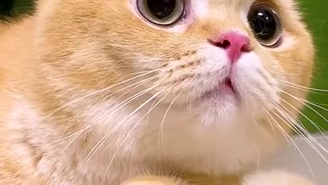 Little cats cute and funny videos