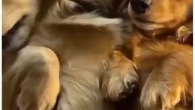 Funny cute dog