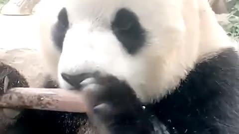 Feels like a long time since I saw a panda eat