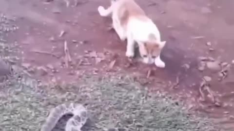 Funny cat