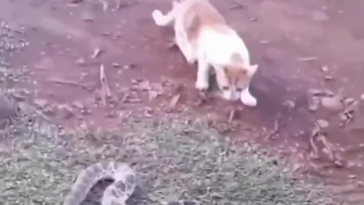 Funny cat