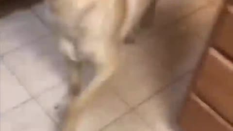 🥰🥰Dog is dancing when music starts 🥰🥰