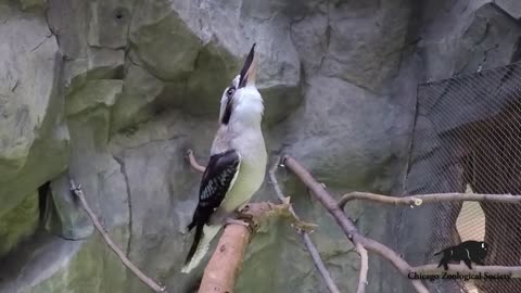 Kookaburra nauraa