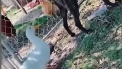 Dog and duck funny video 😂😂😂