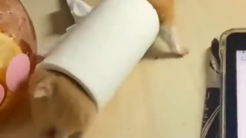 Animals Funny Fails.