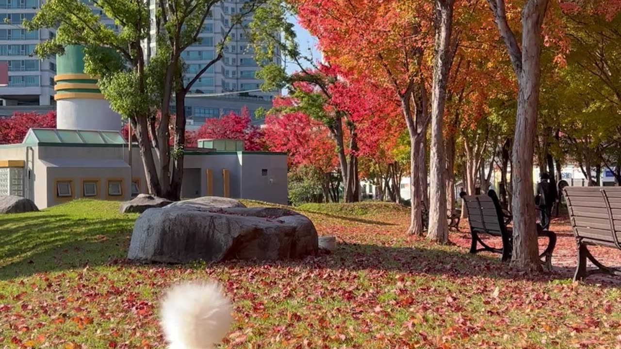 13 year old puppy smelling fall