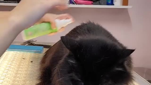 Surviving this cats first grooming experience- Our Pets 🐶