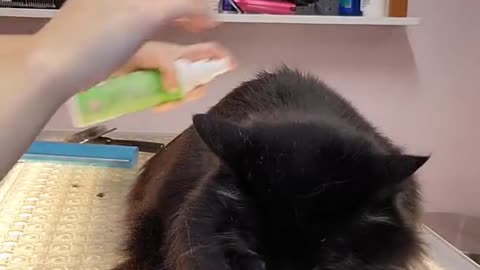 Surviving this cats first grooming experience- Our Pets 🐶