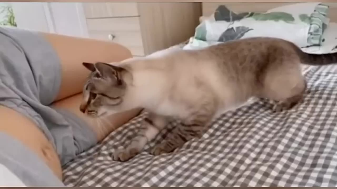 Cat knows belly fat woman is pregnant