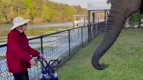 funniest animals ever. relax with cute animals video