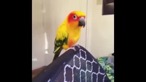 Crazy Parrots Videos Compilation