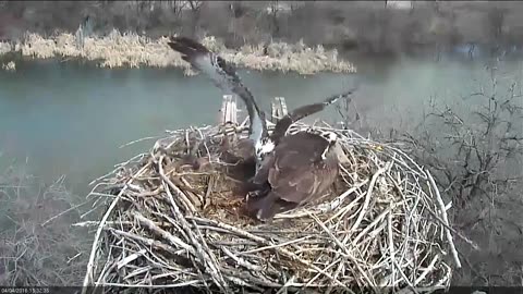 Osprey protecting her eggs from hail storm captures hearts ahead of Mother's Day