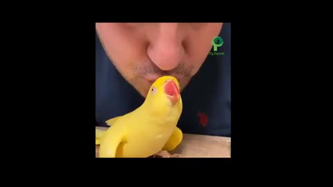 Parrot Amazing funny naughty and entertaining