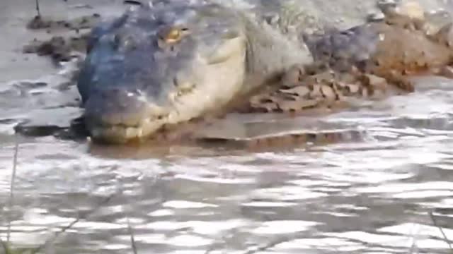 Wild Crocodile