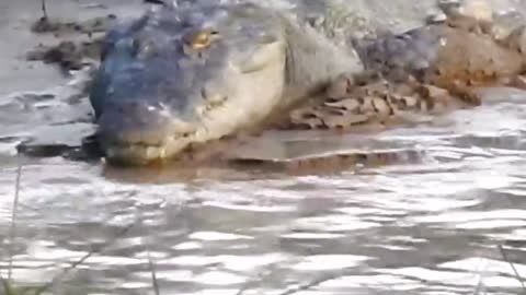 Wild Crocodile