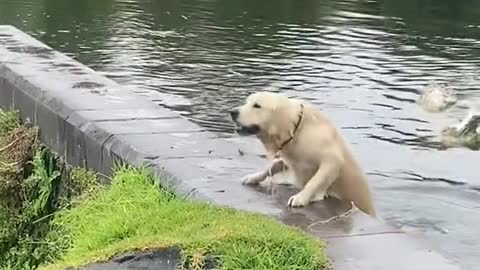 the dog learns to swim