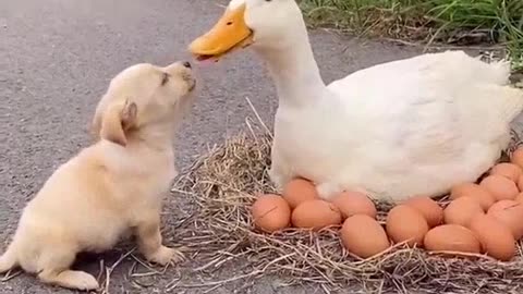 WATCH A LITTLE DOG CONFUSE HIS MOTHER, FUNNY DOG, SHORT VIDEO, FUNNY ANIMAL VIDEOS