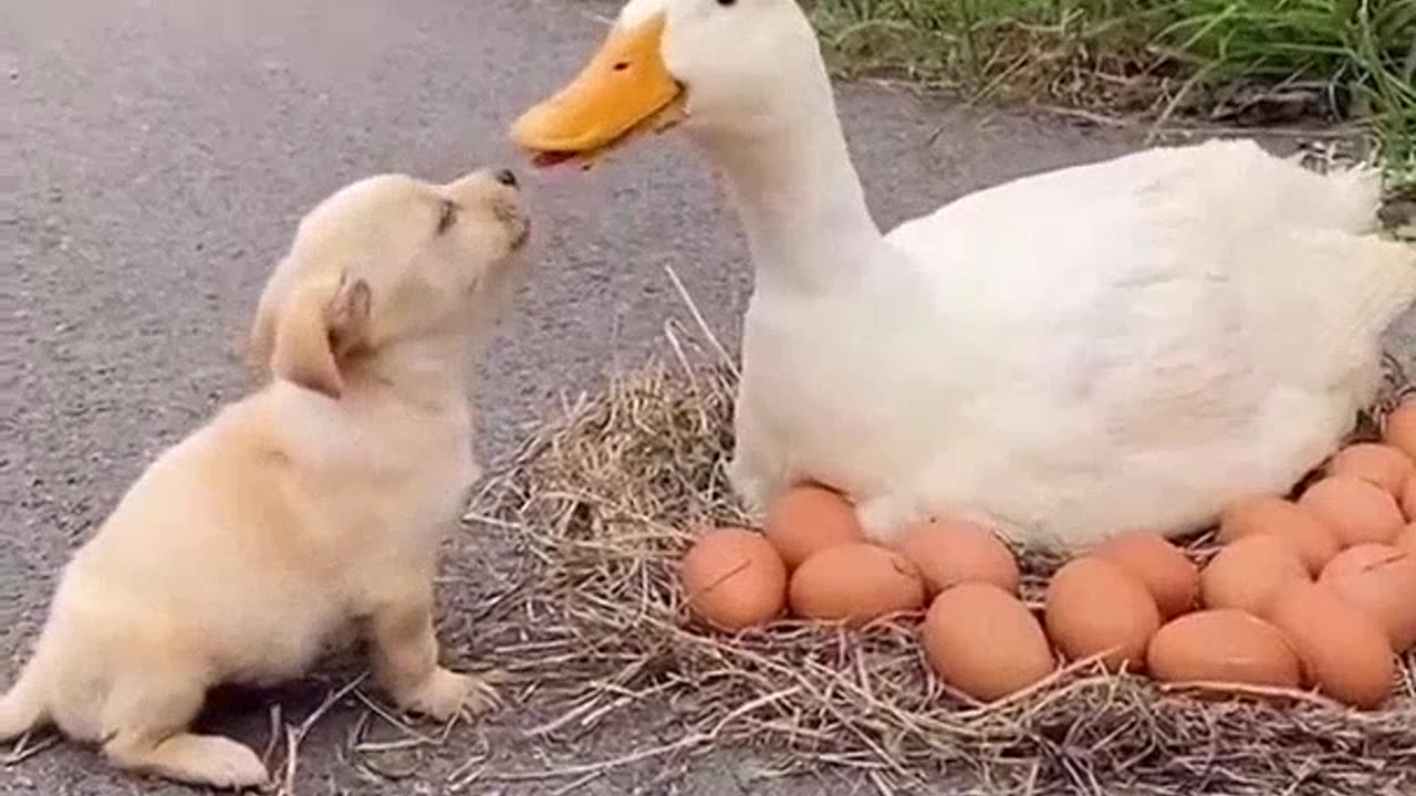 WATCH A LITTLE DOG CONFUSE HIS MOTHER, FUNNY DOG, SHORT VIDEO, FUNNY ANIMAL VIDEOS