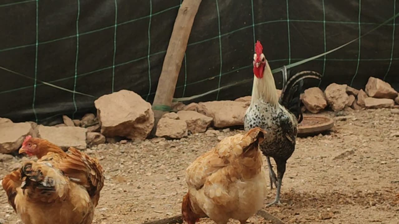 Cock