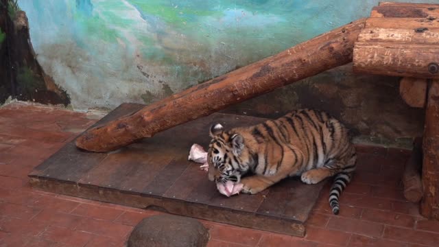 A tiger eating meat