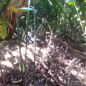 24.9.2024 Bruce Getting Busy