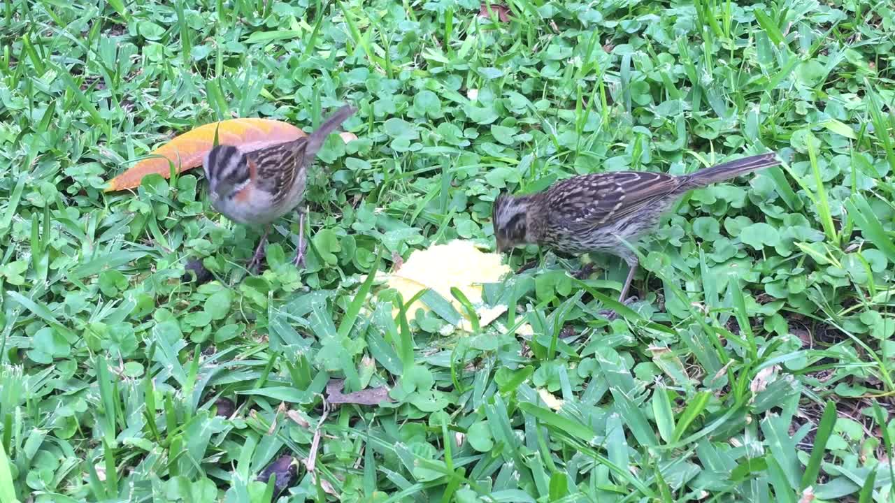 Birds Feathers Squab Nature Ave Pen Chicks