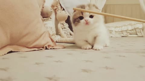 Teac The Cat How's Jump