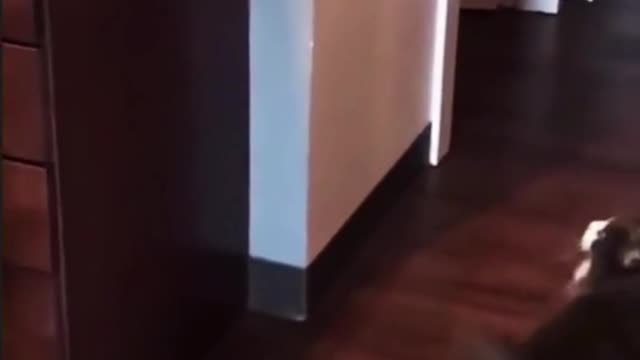 pet funny moments