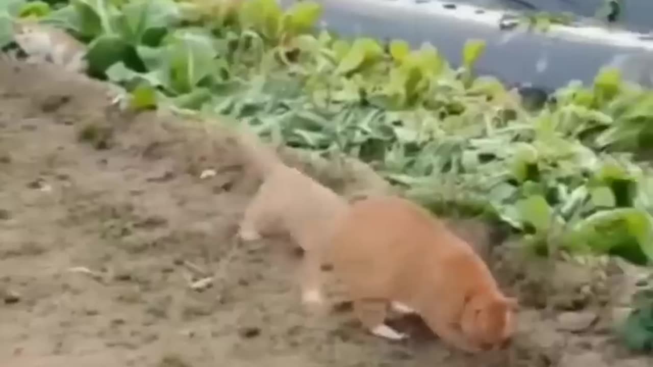 Funny Cats and Dogs Videos #shorts