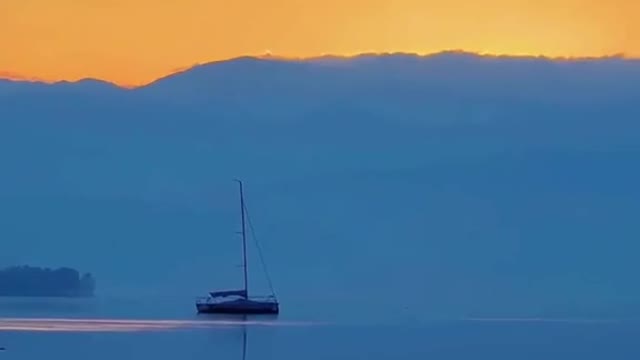 The seagull flies