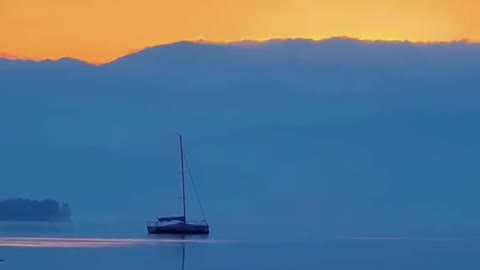 The seagull flies