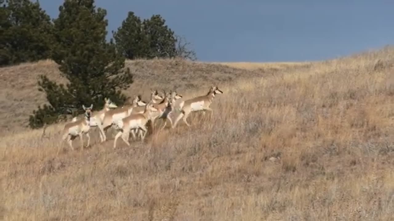 Antelope in a field