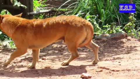 Fake Tiger Funny Prank Dog -why prank me...