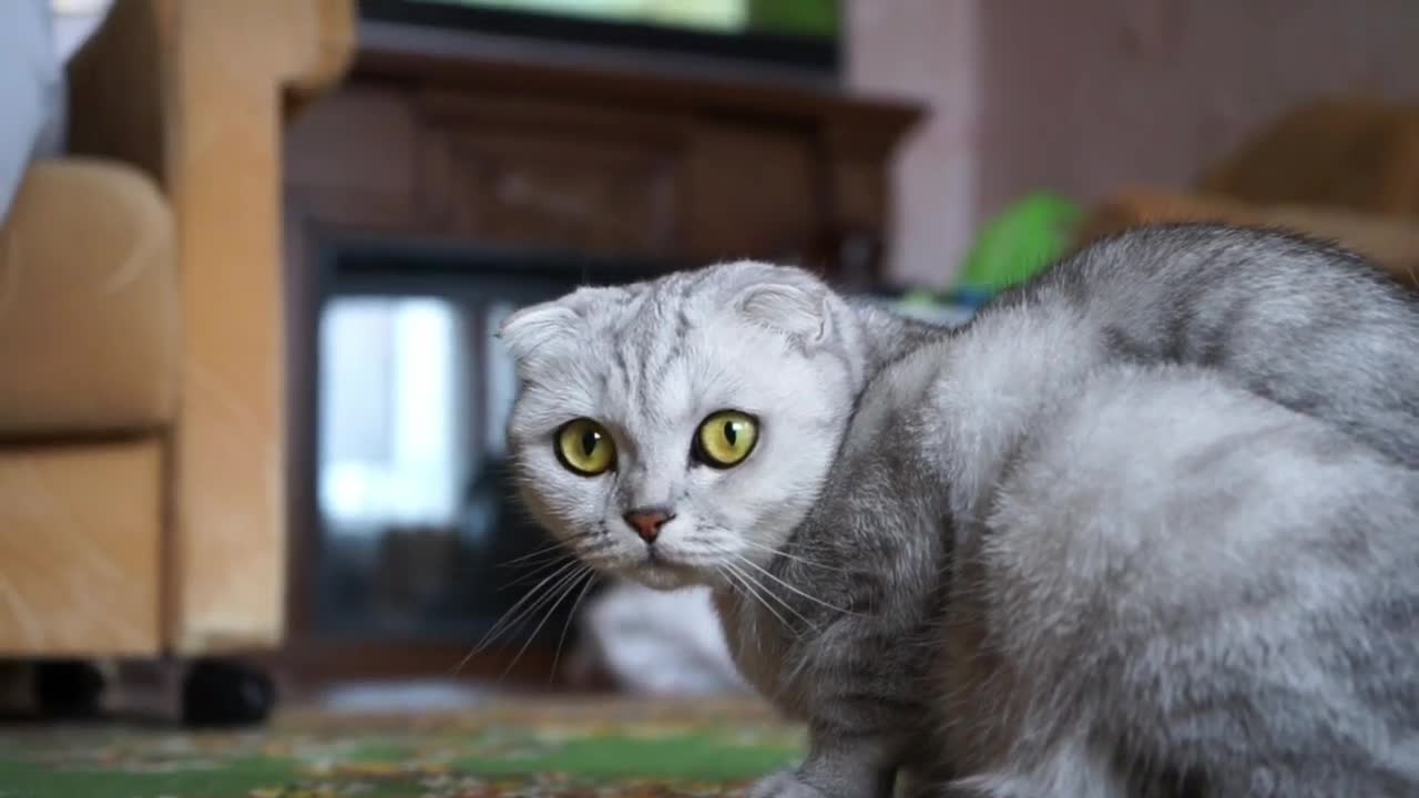 Learning animal sounds and developing an appreciation for them will help you.