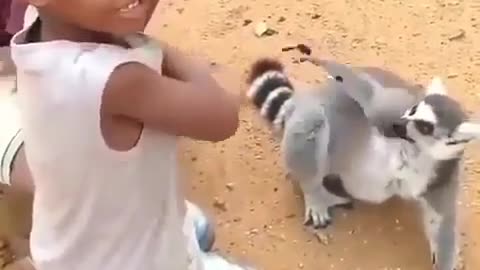 The raccoon seems to like the massage laugh 😂