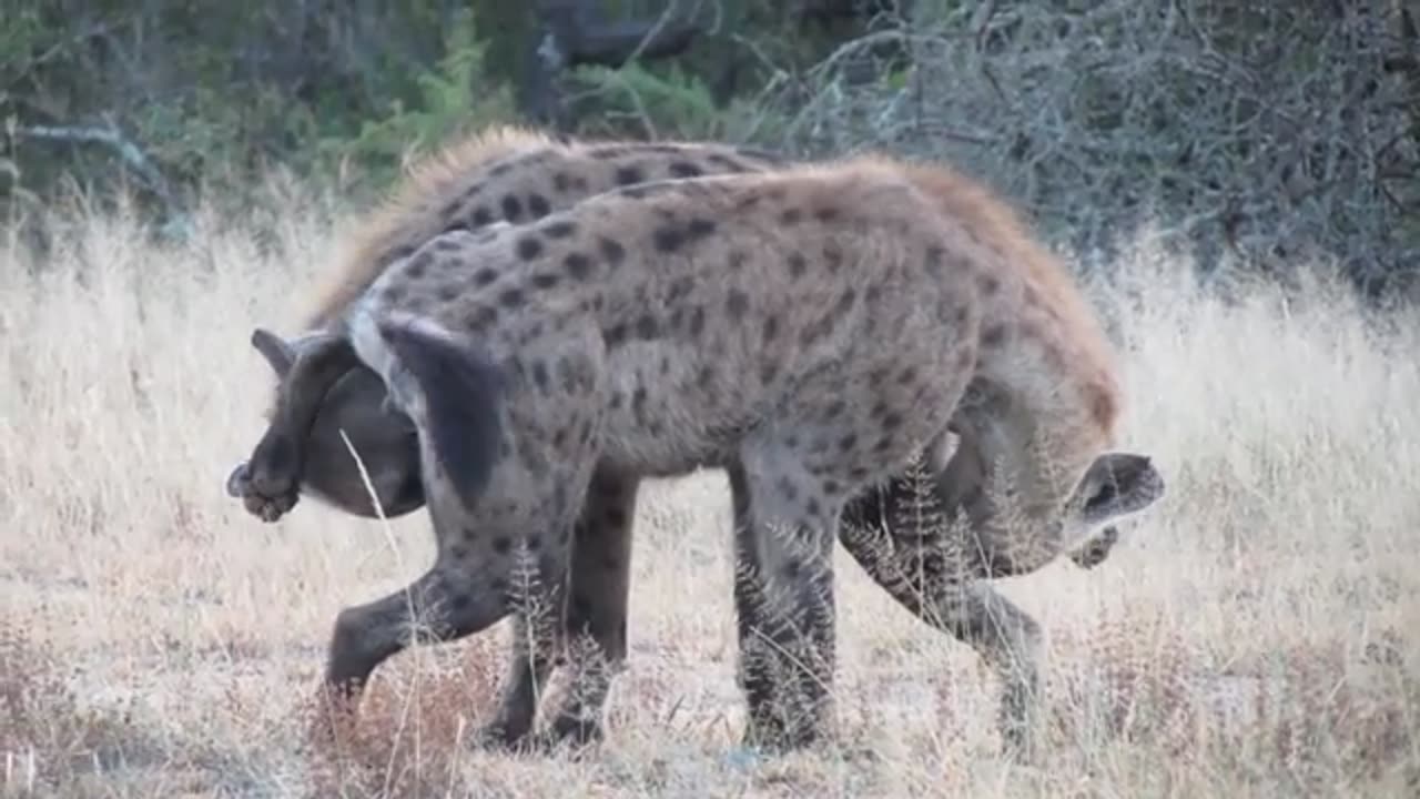 Hyenas Greeting