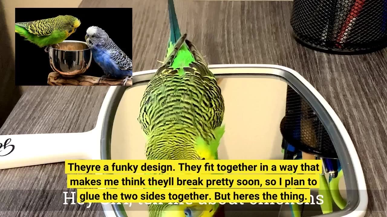 Vision Bird Bath Parakeet Bird #Cage Accessory-Overview