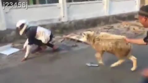 Laugh 😁😁,A really fun kid fighting with his head wearing a helmet with a goat