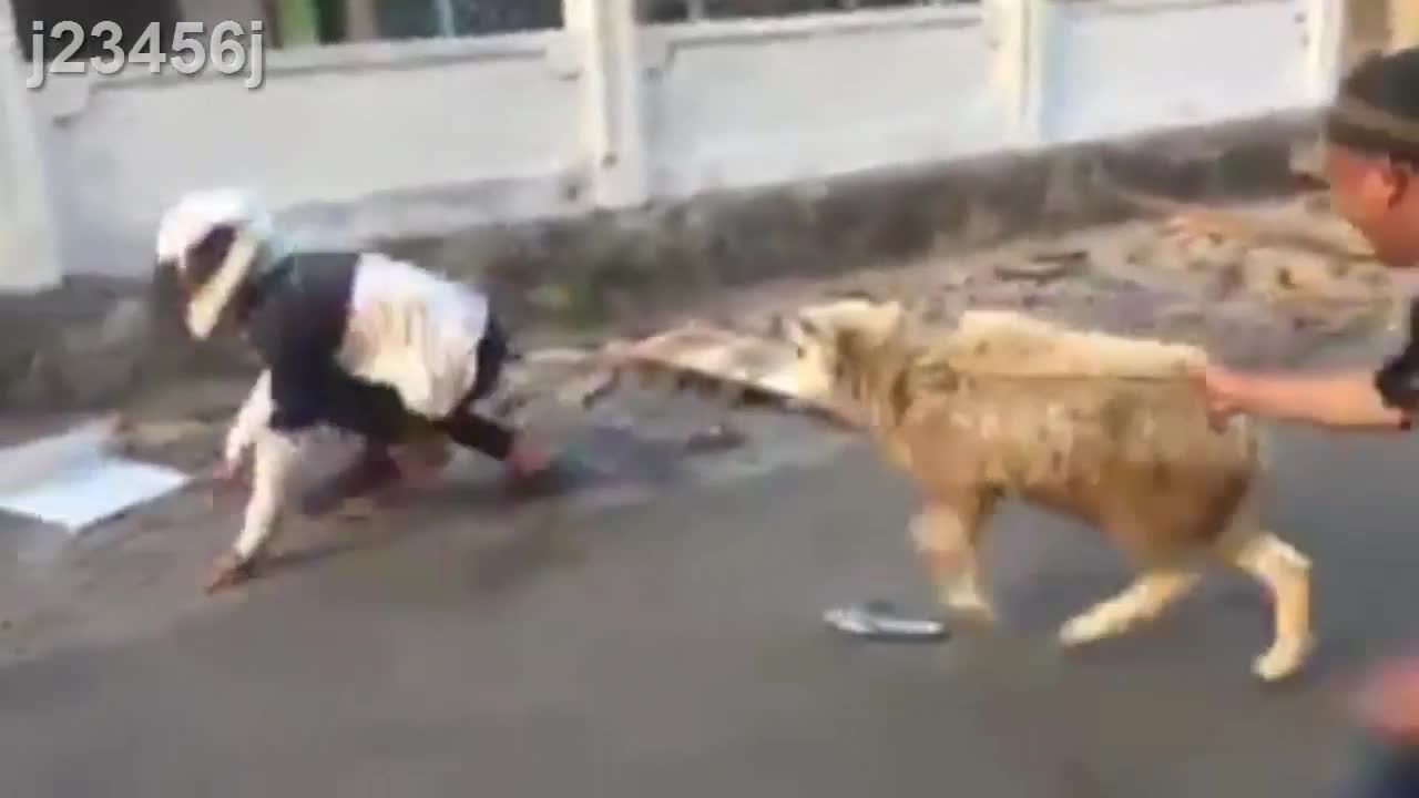 Laugh 😁😁,A really fun kid fighting with his head wearing a helmet with a goat