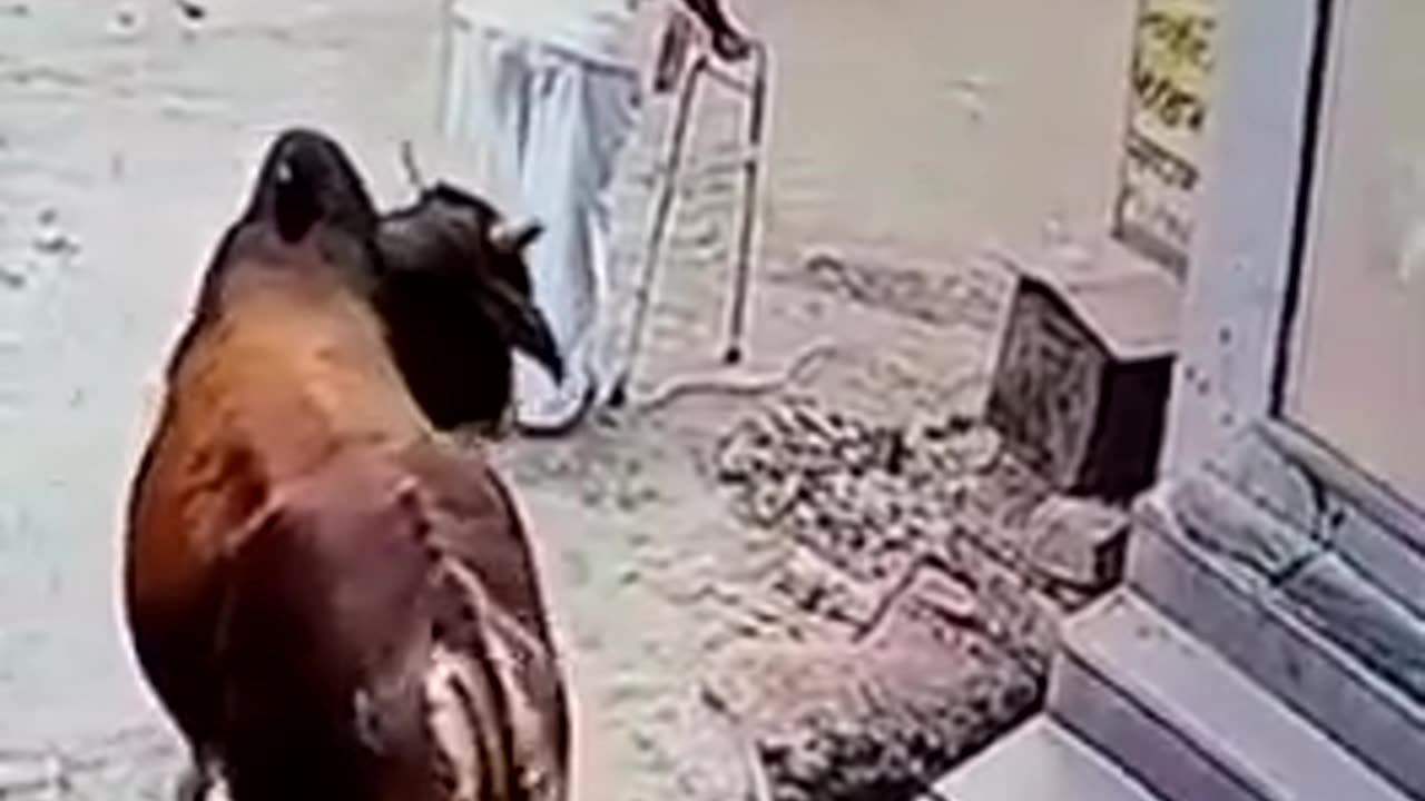Budha uncle ko udha diya bull ne