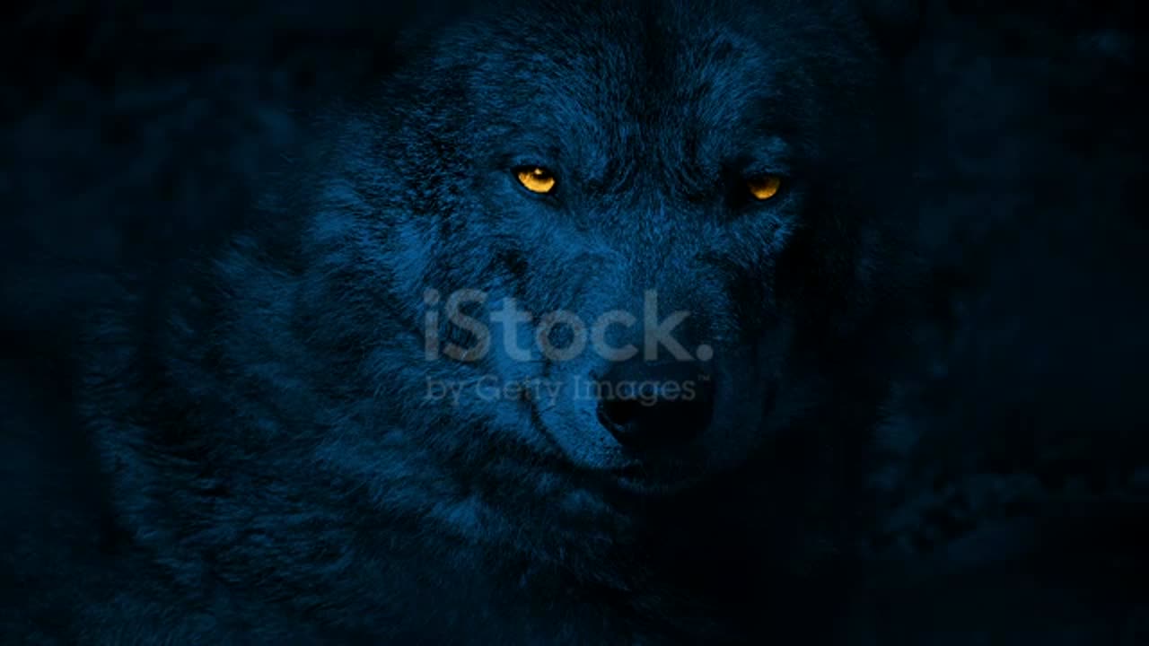 WONDER WOLF