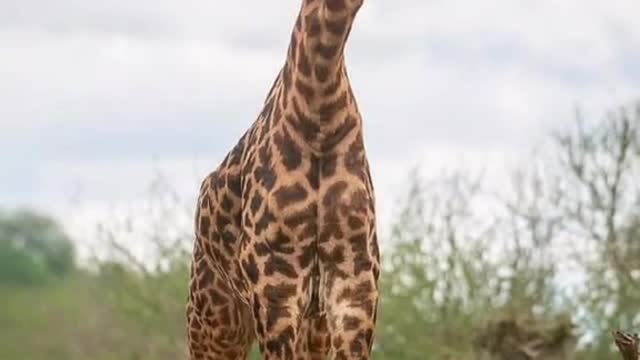 Animal World Giraffe