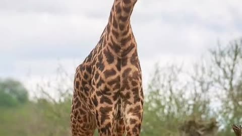 Animal World Giraffe