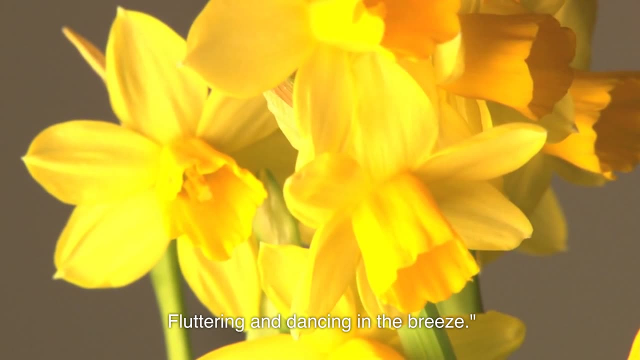 Daffodils by William Wordsworth