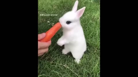 Funny animals videos