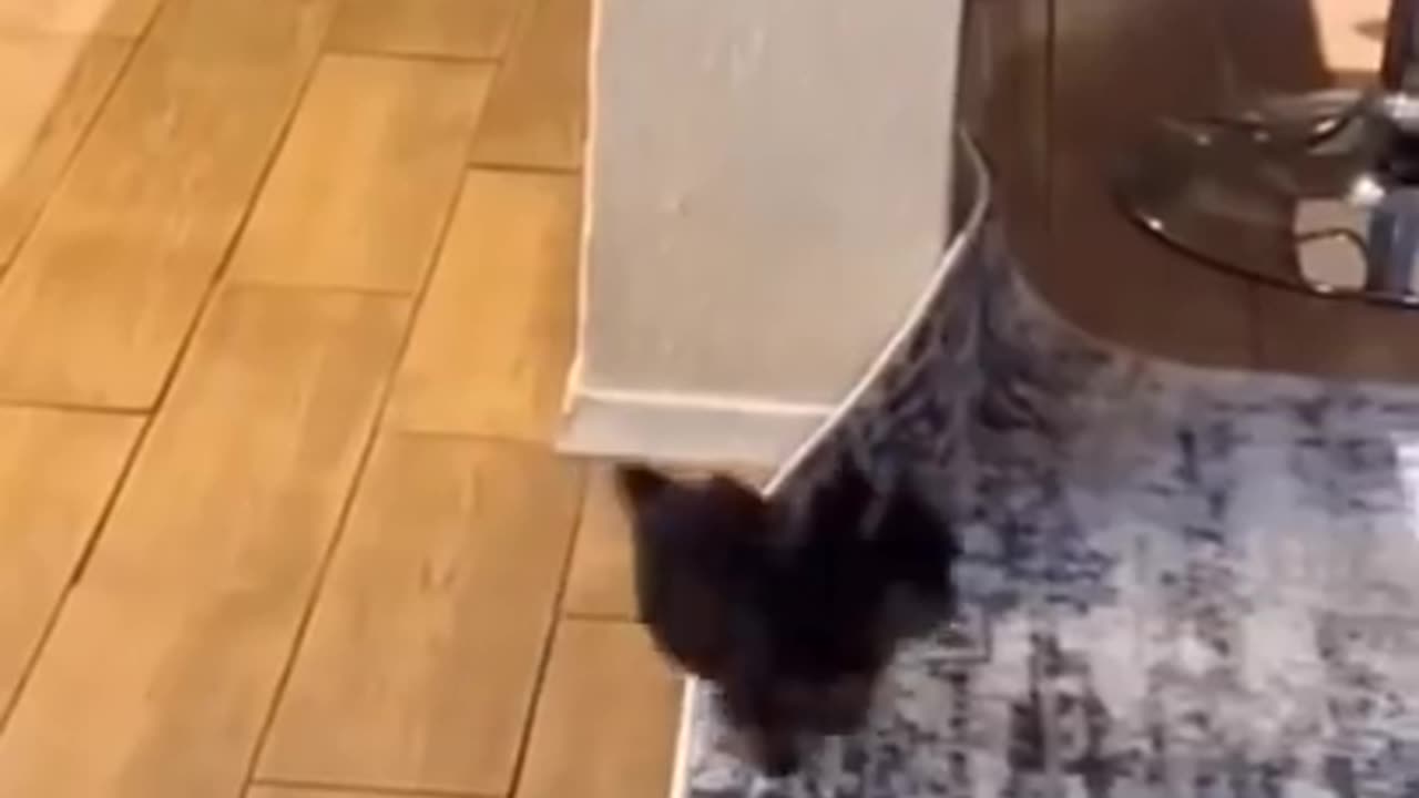 Funny Cat Reaction to Puppies #short