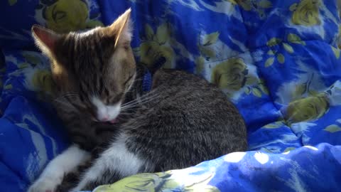 Cat Grooming on the Picnic Blanket