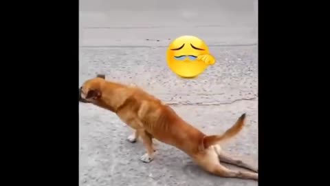 Funny Doge Dianasour Animal Video