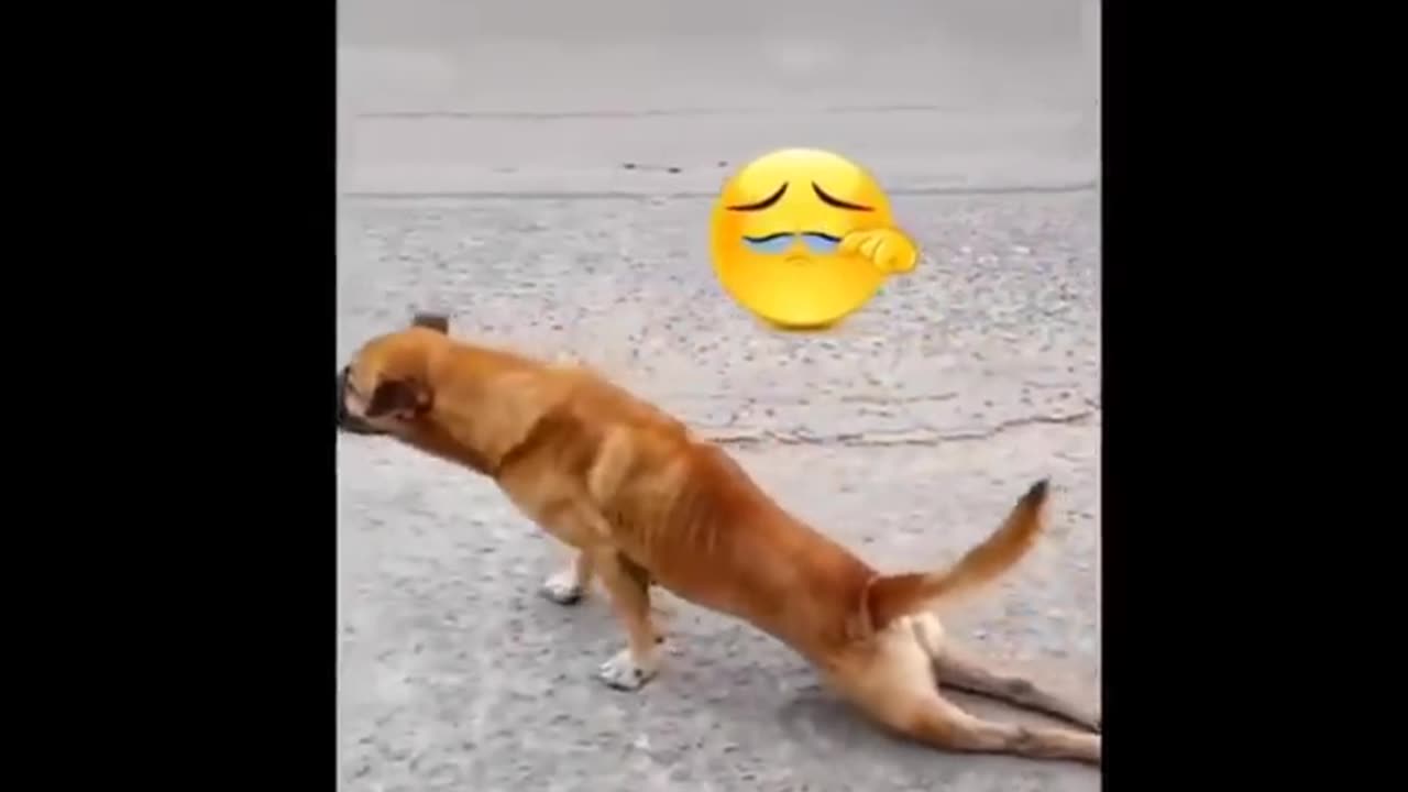 Funny Doge Dianasour Animal Video