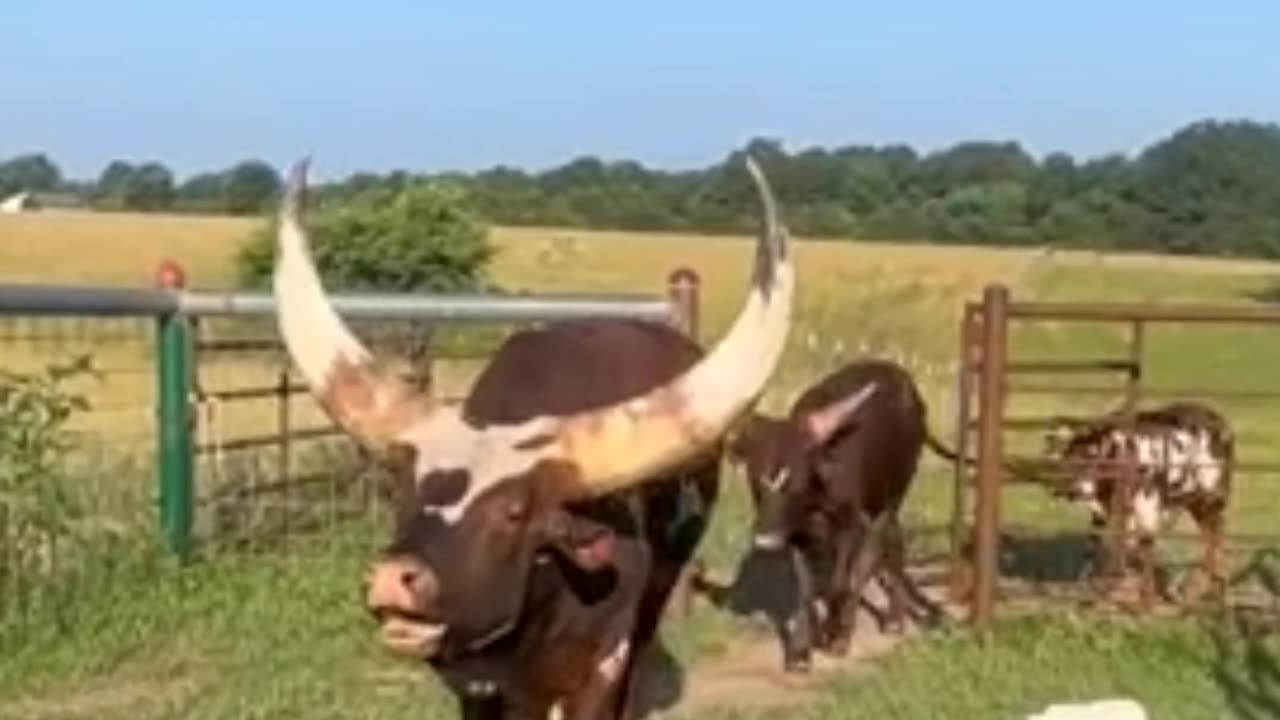 Cow sound